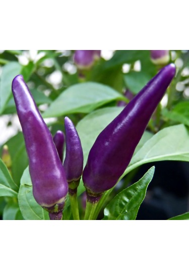 Bykurt Sunagri Mor Acı Cin Biber - Bahçe Ve Saksıda Dikime Uygun 50 Adet