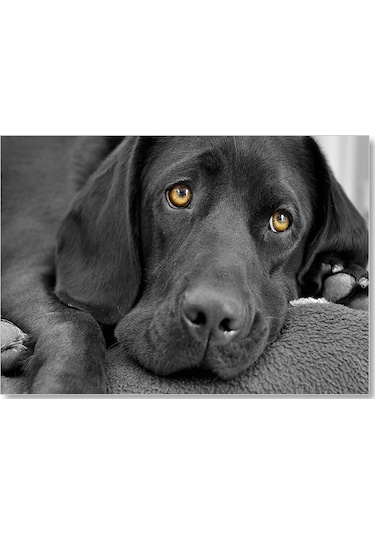 Cakasepetim Kara Labrador, Üzgün Köpek Ahşap Mdf Tablo