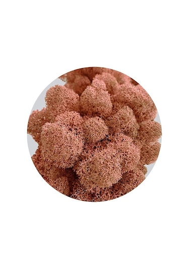 Reindeer Moss Mango Şoklanmış Norveç Yosunu 30gr