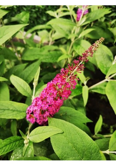 1-2 Yaş Arası Saksılı Pembe Kelebek Çalısı Fidanı