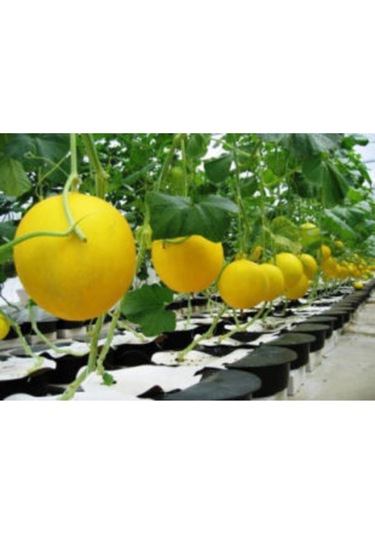 Ithal Minik Saksı Kavunu Tohumu Ekim Seti