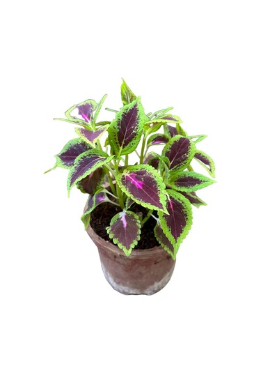 Kolyos Yaprak Güzeli Çiçeği Fidanı 1 Adet 10-20 Cm