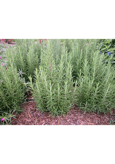 25+ Biberiye Tohumu En Yaygın Kullanılan Baharat Türlerinden