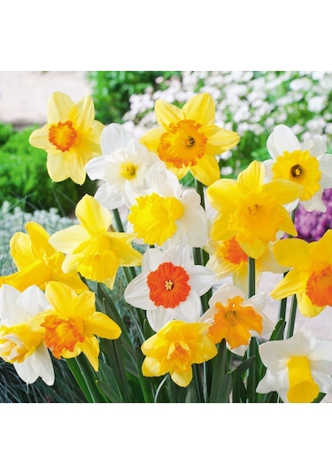 Karışık Renkli Nergis Soğanı 5  Adet