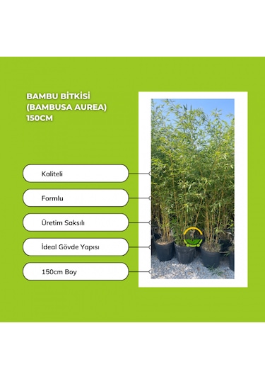 Bambu Bitkisi Bambusa Aurea 150cm
