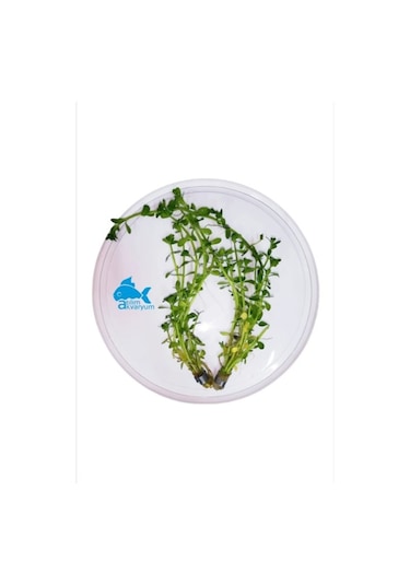 Bacopa Monnieri Canlı Akvaryum Bitkisi 5 Dal