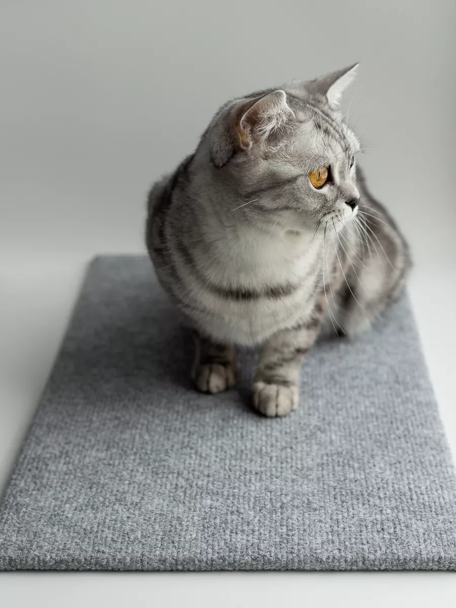 Dovol'nyj Pusistik Kedi Tırmalama Tahtası Yer Yatağı 214758654