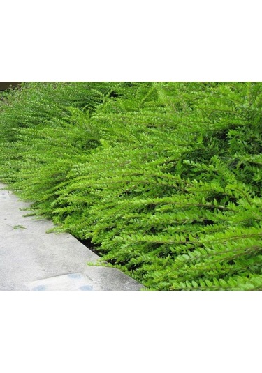 Bodur Hanımeli Lonicera Nitida Fidanı Bodur Çit Bitkisi 1-2 Yaş