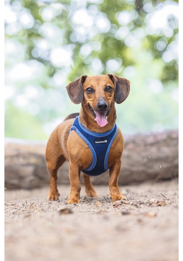 Beeztees Köpek Göğüs Tasması, Neopren, Mavi, Xs, 30-35cm Çok Renkli