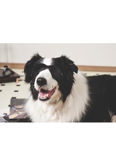 M-pets Sunny Trailblazer Köpek Gözlüğü Siyah