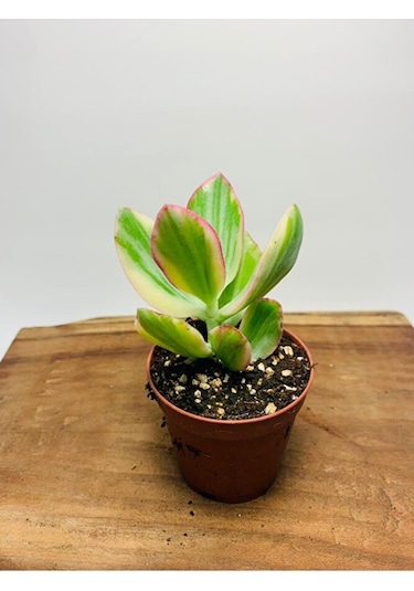 Crassula Ovata Variegata Iki Renkli Para Ağacı