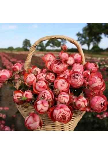 Tüplü Çok Goncalı Soğuklara Dayanıklı Kokulu Pompeji Yediveren Gül Fidanı