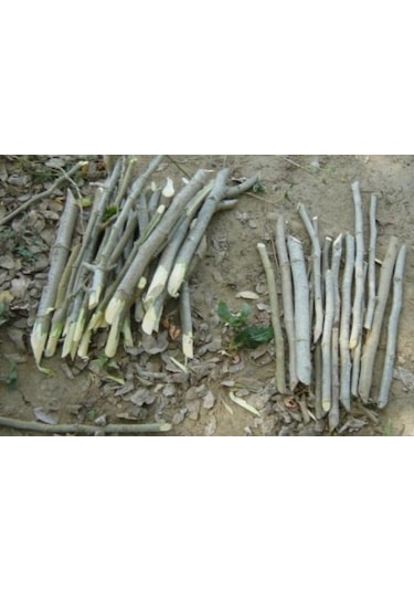 Çelik Köklendirme Hormonu. 8000 Ppm Dal Köklendirme Hormonu 250ML