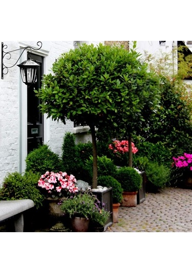 Pazly 2 Adet Siyah Açık Hava Asma Kancası - Bitki Kuş Yemliği Fener Rüzgar Çanları İçin