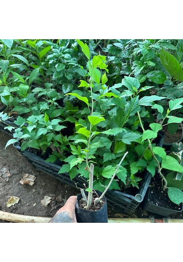 Çiçek Verir Durumda Oya Ağacı Fidanı