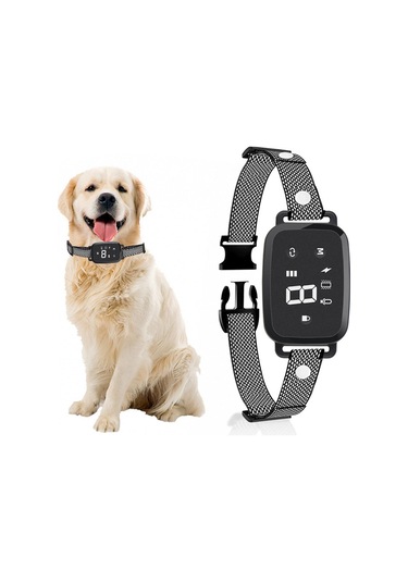 Homyl İç Mekan Oturma Odasında Çalıştırmak Için Köpek