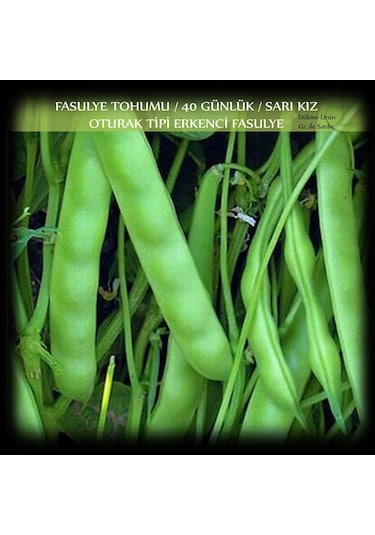 Sarı Kız 40 Günlük Fasulye Tohumu 250G 650+ Adt Oturak Fasülye