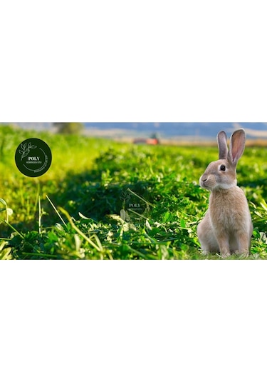 Poly Kemirgen Doğal Kuru Yonca Kemirgen Otu-tavşan-ginepig-hamster 500 Gr