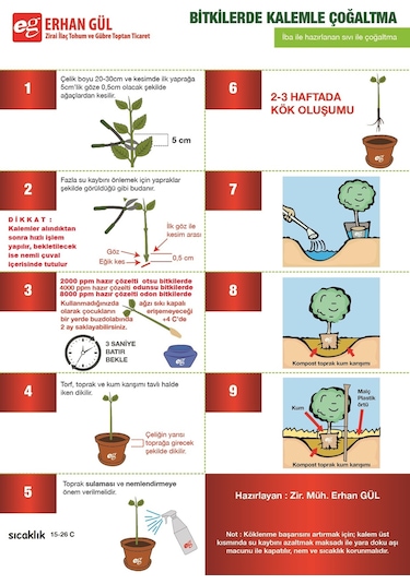 Ağaçlarda Kullanıma Hazır Kök East Root 250 Cc 4000Ppm Hormonu