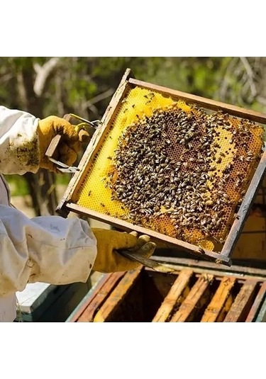 Zyzqstore Arı Kovanı Paslanmaz Çelik Çerçeve Kavrama Tutucu Yakalama Tutucu