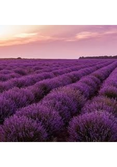 20 Adet Tohum Lavanta Çiçeği Tohum Mor Kokulu İngiliz Saksı Topra