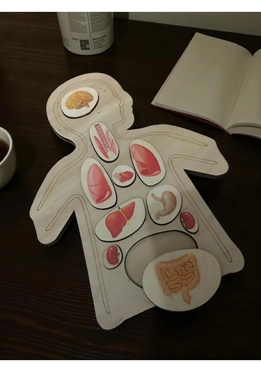 Ahşap Renkli Organlar - Öğrenmeye Yardımcı Ahşap Oyuncak