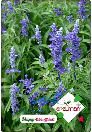 Adaçayı Tohumu 50 Adet N114287