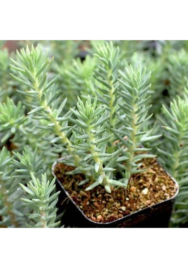 Sedum Reflexum 45 Adet - Teraryum İçin Sukulent Bitki
