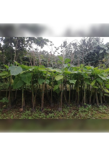 Tamarillo 70-100 Cm Tüplüdür