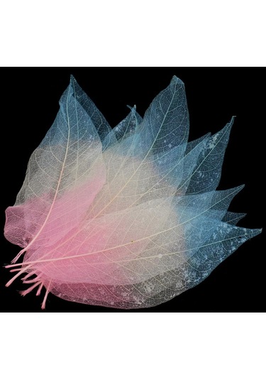 Suntek 50 Parça Doğal Manolya İskelet Yaprak Yaprak