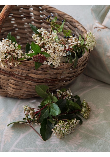 Senses Elysian Complete Takımı Adaçayı Çift Kişilik Adaçayı