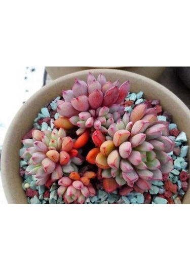 10 Adet Colorful Succulent Varity Tohumu