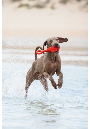 Beeztees Köpek Oyuncağı, Yüzen, Şamandıra, Tpr, Kırmızı, 28x13x8cm