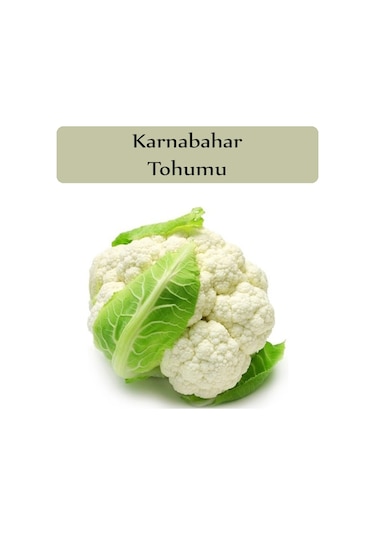 Karnıbahar Tohumu 1 Paket 3GR=1000+ Adet Karnabahar Tohumu
