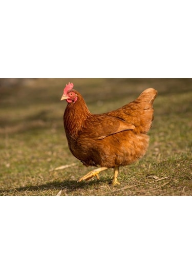 İpek Değirmen Vitaminli Hızlı Büyüten Etlik Piliç Yemi 2 Kg