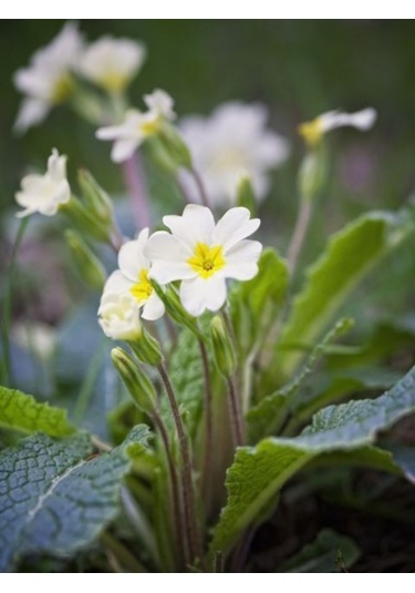 2 adet Canlı Çuha Çiçeği Primula - 5-15 Cm Boyunda, Dikime Hazı