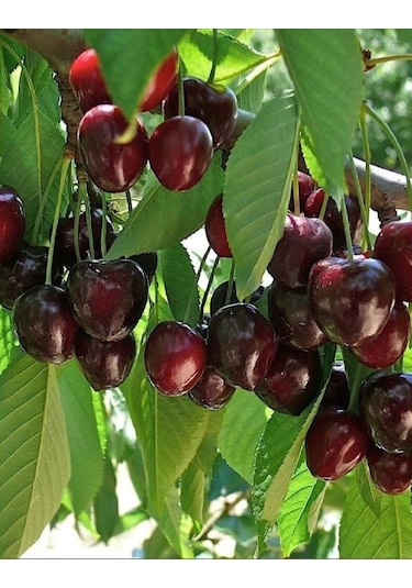 2 Adet Napolyon Kiraz Fidanı 3 Yaş