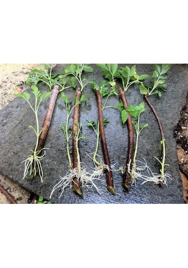 Çelik Köklendirme Hormonu. 8000 Ppm Dal Köklendirme Hormonu 250ML