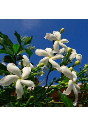 Yaprakları Ve Güzelliğiyle Mest Eden Tüplü Arap Yasemini Fidanı
