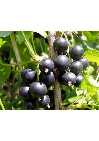 Tüplü Fidan Siyah Golyat Frenk Üzümü