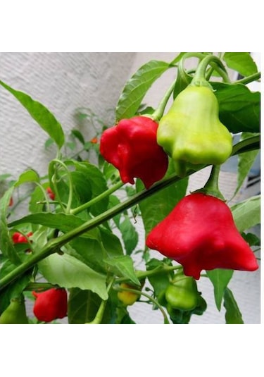 20 Adet Tohum Acı Süs Gül Biberi Nadir Tohumu Süs Biberi Tohumu