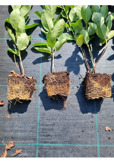 Aronya Fidanı 2 Yaş 2 Adet