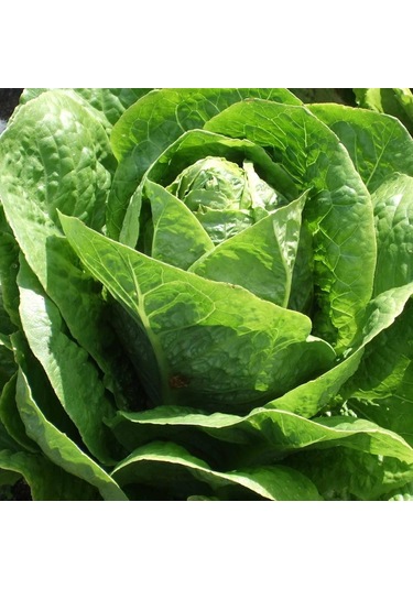 Doğal Yedikule 5701 Marul Tohumu 1 Gram