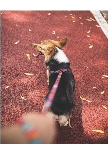 M-pets Urban Style Jazz Stripes Köpek Göğüs Tasması M Pembe