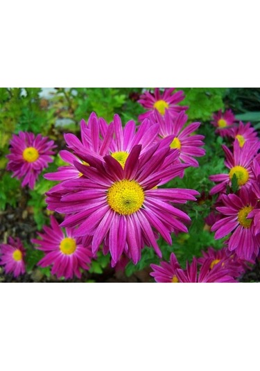 Kraliçe Papatyası Çiçeği Tohumu Papatya Tohumu Ekim Seti 10 Adet Tohum + Saksı + Toprak