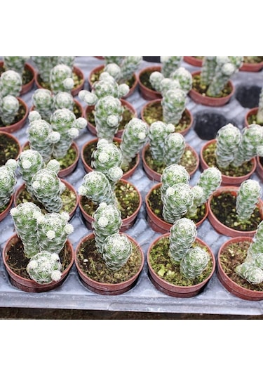 Mammillaria Gracilis Kartopu Kaktüs 5.5 Cm Saksıda