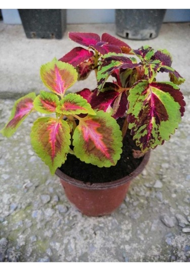 Saksılı Kolyos Çiçeği Özel Renk 10-20 Cm