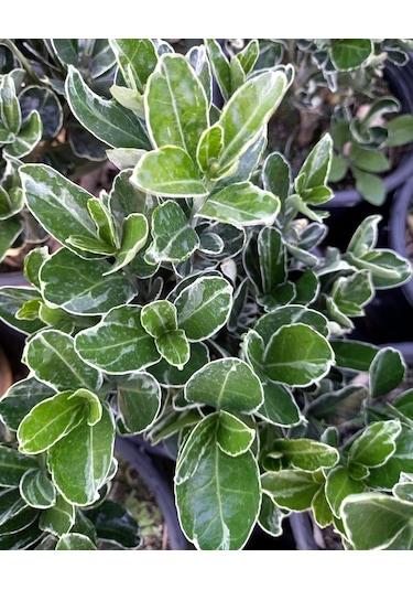 10 Adet Gümüş Taflan. Saksıda. Euonymus Japonicus Silver King