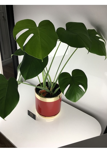 K Dekoratif Saksı Orkide Obje Biblo Süs Eşya Salon Tv Konsol Ofis