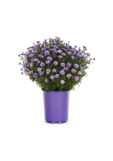 Yıldızpatı Çiçeği Tohumu 10 Tohum Çiçek Tohumu Yıldız Patı Çiçeği Tohumu